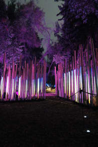 Photo 11 from Light Cycles: ¡Un paseo nocturno mágico entre las luces y los sonidos de la naturaleza!