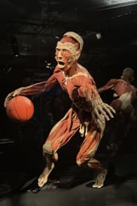 Photo 1 from BODY WORLDS: The Anatomy of Happiness