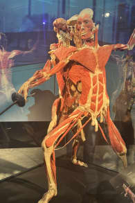 Photo 5 from BODY WORLDS: The Anatomy of Happiness
