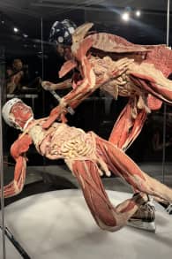 Photo 4 from BODY WORLDS: The Anatomy of Happiness