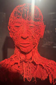 Photo 2 from BODY WORLDS: The Anatomy of Happiness
