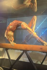 Photo 3 from BODY WORLDS: The Anatomy of Happiness