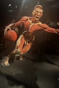 Photo 7 from BODY WORLDS: The Anatomy of Happiness
