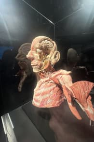 Photo 9 from BODY WORLDS: The Anatomy of Happiness
