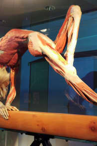 Photo 0 from BODY WORLDS: The Anatomy of Happiness