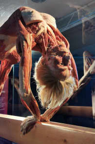 Photo 6 from BODY WORLDS: The Anatomy of Happiness