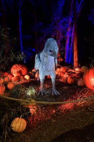 Photo 13 from Harry Potter™: A Forbidden Forest Experience