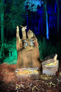 Photo 5 from Harry Potter™: A Forbidden Forest Experience