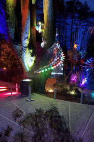 Photo 5 from LUMA Enchanted: A Whimsical Sensory Night Walk