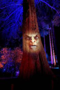 Photo 8 from LUMA Enchanted: A Whimsical Sensory Night Walk