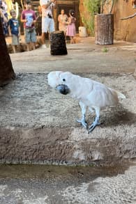 Photo 2 from Family Pack - Marineland Mallorca