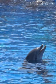 Photo 7 from Family Pack - Marineland Mallorca