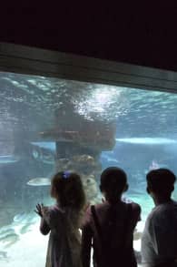 Photo 9 from Family Pack - Marineland Mallorca