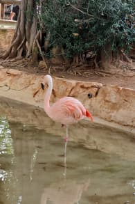 Photo 0 from 1-Day Pass Marineland Mallorca