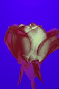 Photo 15 from ARTE MUSEUM: An Immersive Media Art Exhibition