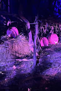 Photo 0 from Harry Potter™: A Forbidden Forest Experience