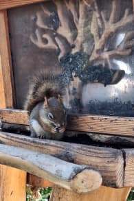 Photo 18 from Sentier des cimes Laurentides