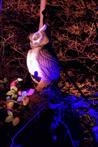 Photo 5 from Harry Potter™: A Forbidden Forest Experience