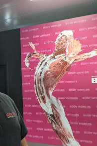 Photo 0 from BODY WORLDS: The Anatomy of Happiness