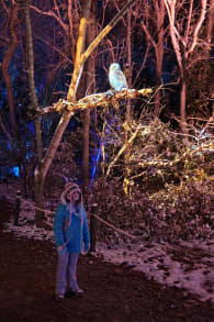 Photo 7 from Harry Potter™: A Forbidden Forest Experience