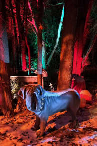 Photo 7 from Harry Potter™: A Forbidden Forest Experience