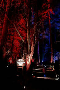 Photo 15 from Harry Potter™: A Forbidden Forest Experience