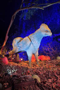 Photo 12 from Harry Potter™: A Forbidden Forest Experience