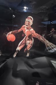 Photo 1 from BODY WORLDS: The Anatomy of Happiness