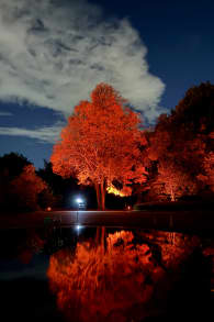 Photo 4 from 京都府立植物園：LIGHT CYCLES KYOTO (ライトサイクル京都)
