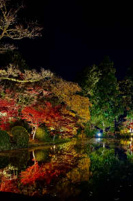 Photo 7 from 京都府立植物園：LIGHT CYCLES KYOTO (ライトサイクル京都)