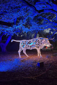 Photo 1 from Christmas in the Garden at the Fort Worth Botanic Garden