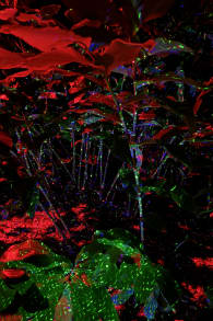 Photo 2 from NightGarden - Miami