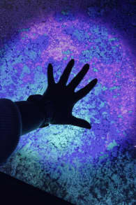 Photo 5 from Avatar: The Experience