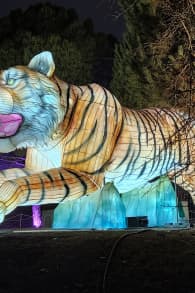 Photo 2 from Brilla Zoo Festival