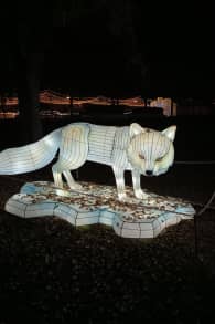 Photo 8 from Brilla Zoo Festival