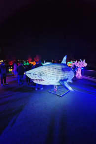 Photo 15 from Brilla Zoo Festival