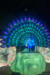 Photo 16 from Brilla Zoo Festival