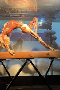 Photo 3 from BODY WORLDS: The Anatomy of Happiness