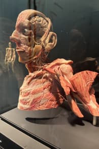 Photo 8 from BODY WORLDS: The Anatomy of Happiness