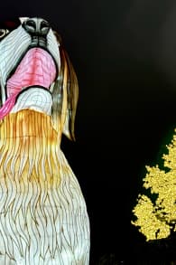 Photo 12 from Festilumi