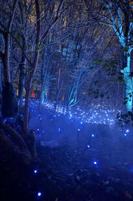 Photo 7 from Light Cycles : Un parcours nocturne scintillant entre nature, lumière et sons