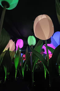 Photo 5 from Highlights of Holland