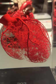 Photo 10 from BODY WORLDS: The Anatomy of Happiness