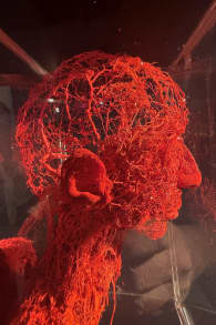 Photo 11 from BODY WORLDS: The Anatomy of Happiness