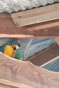 Photo 1 from Parrot World : pass annuel billets