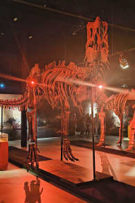 Photo 3 from DinoVerse Atlanta