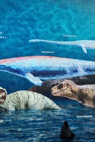 Photo 3 from Ein Planet vor unserer Zeit: Dinosaurier – Das immersive Erlebnis