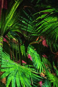 Photo 3 from Genesis, een lichtshow in Luik over het scheppingsverhaal