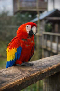 Photo 7 from Parrot World: entradas para experiencias inmersivas