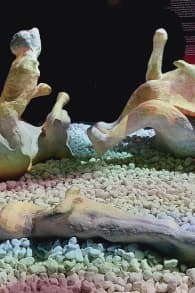 Photo 2 from Los últimos días de Pompeya